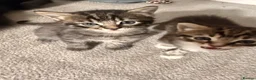 Mixed Breed cats for sale: Super cute and friendly tabby kittens  - Advert 19