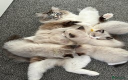 Ragdoll cats for sale: Beautiful Ragdolls 4 boys and 2 girls  - Image 7