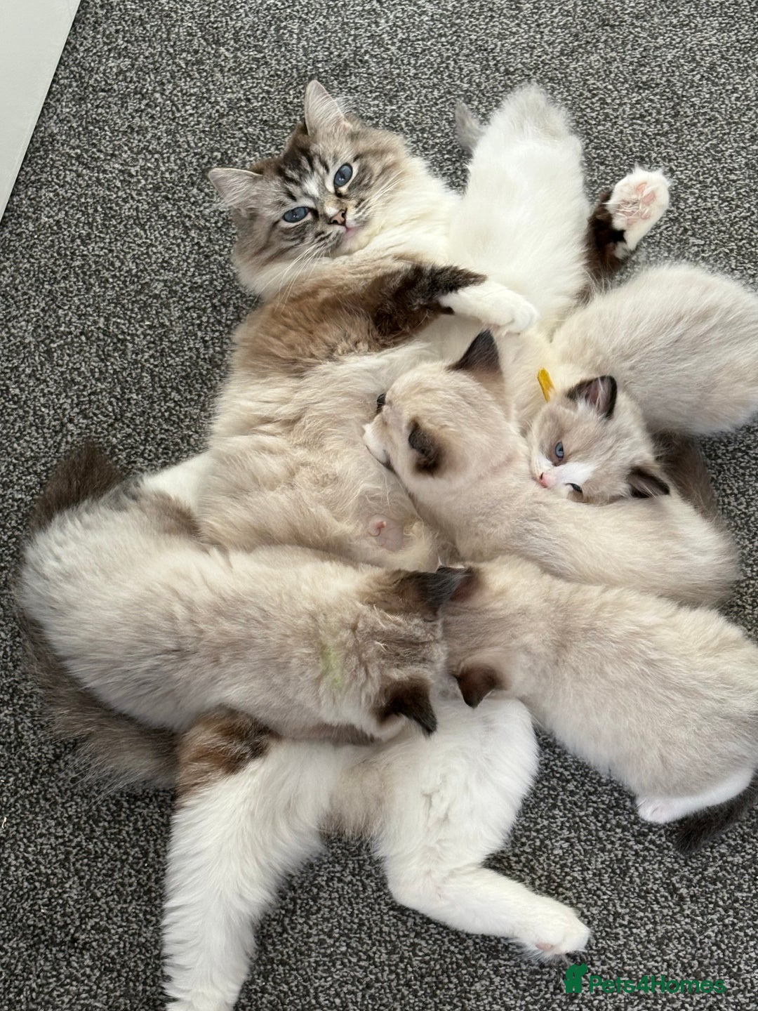 Ragdoll cats for sale: Beautiful Ragdolls 4 boys and 2 girls  - Image 7