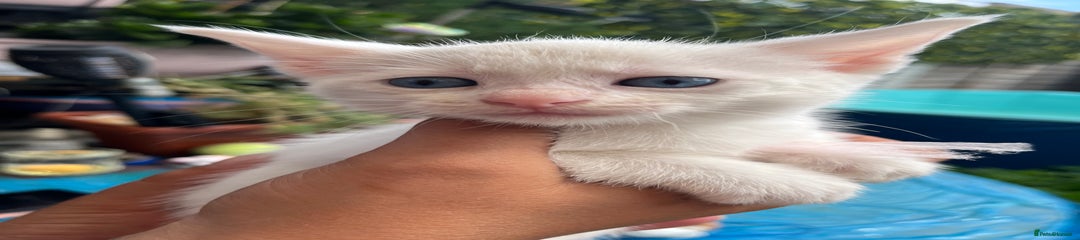 Siamese Kitten 1