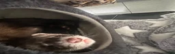 Ferret rodents for sale: Male ferret 4 months old  in Sheffield - Advert 2