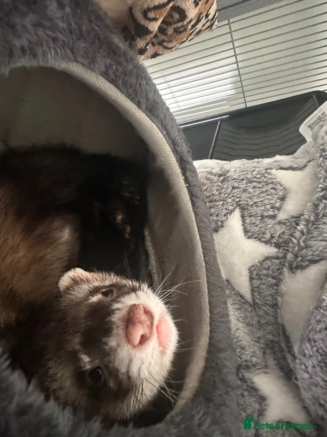 Ferret rodents for sale: Male ferret 4 months old  in Sheffield - Advert 2