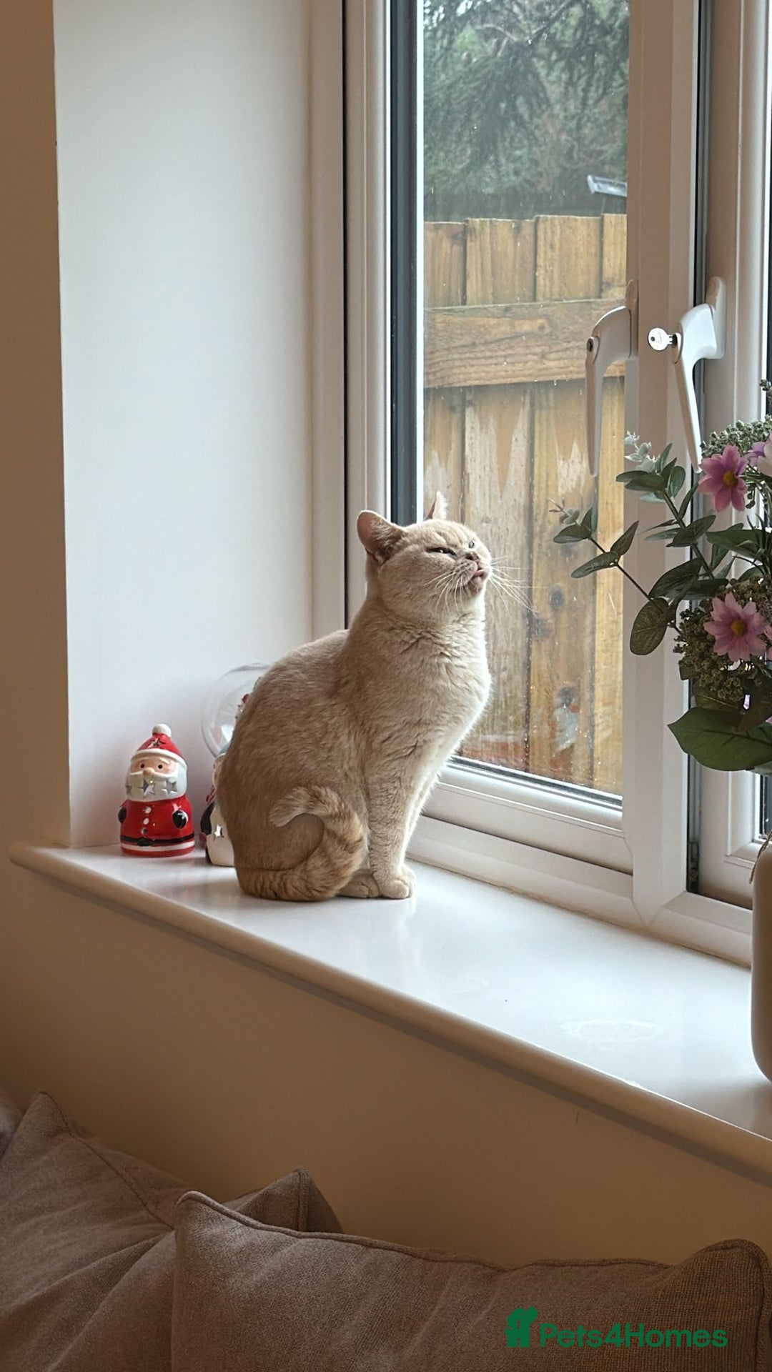 British Shorthair cats for sale: Very lovable ember  - Advert 2