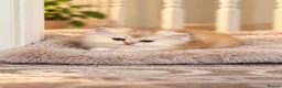 Scottish Fold cats for sale: stunning Scottish Fold and  Straight kittens - Advert 20
