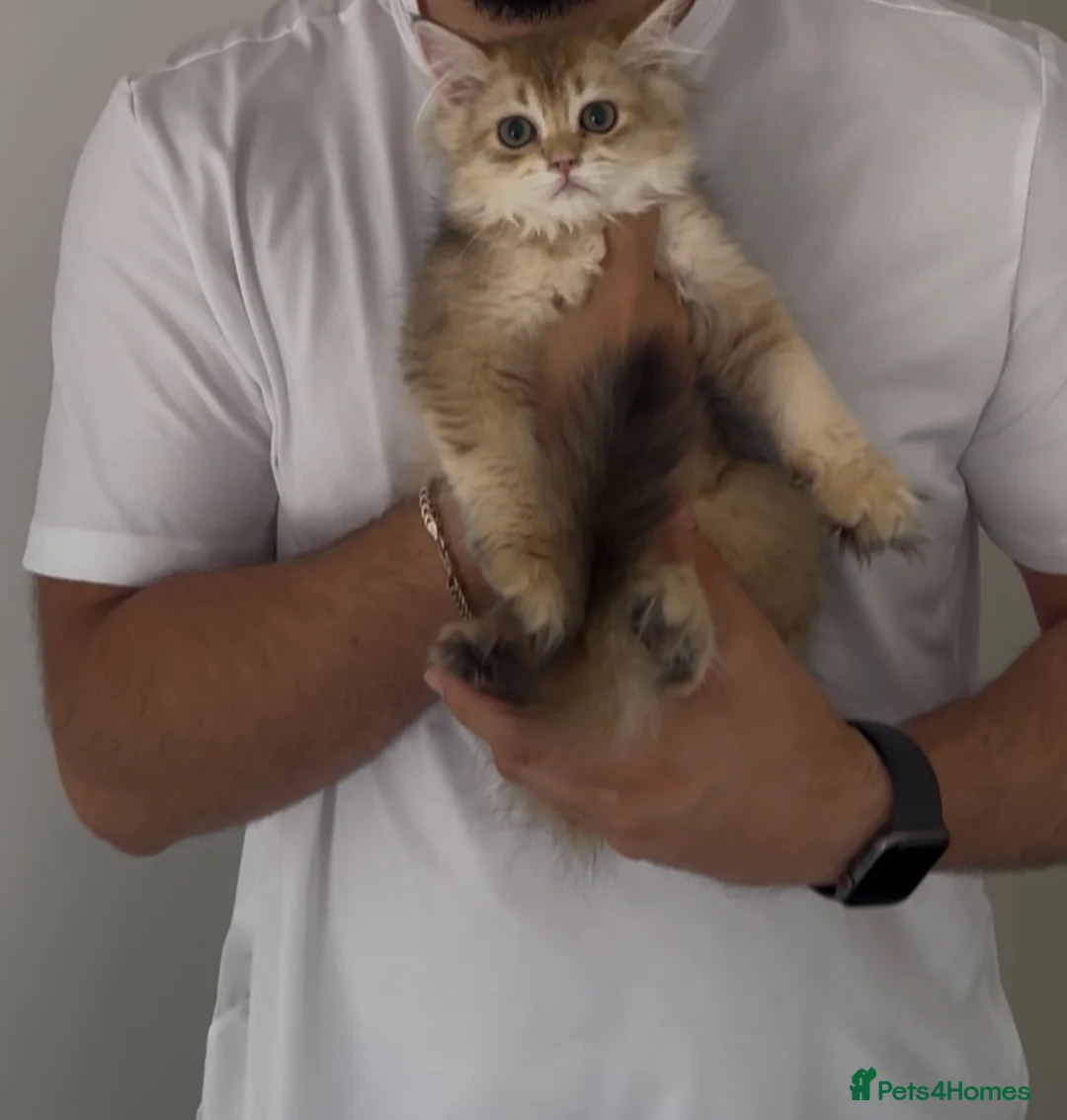Mixed Breed cats for sale: Fluffy Scottish fold ready to be rehomed  in Wembley - Advert 2