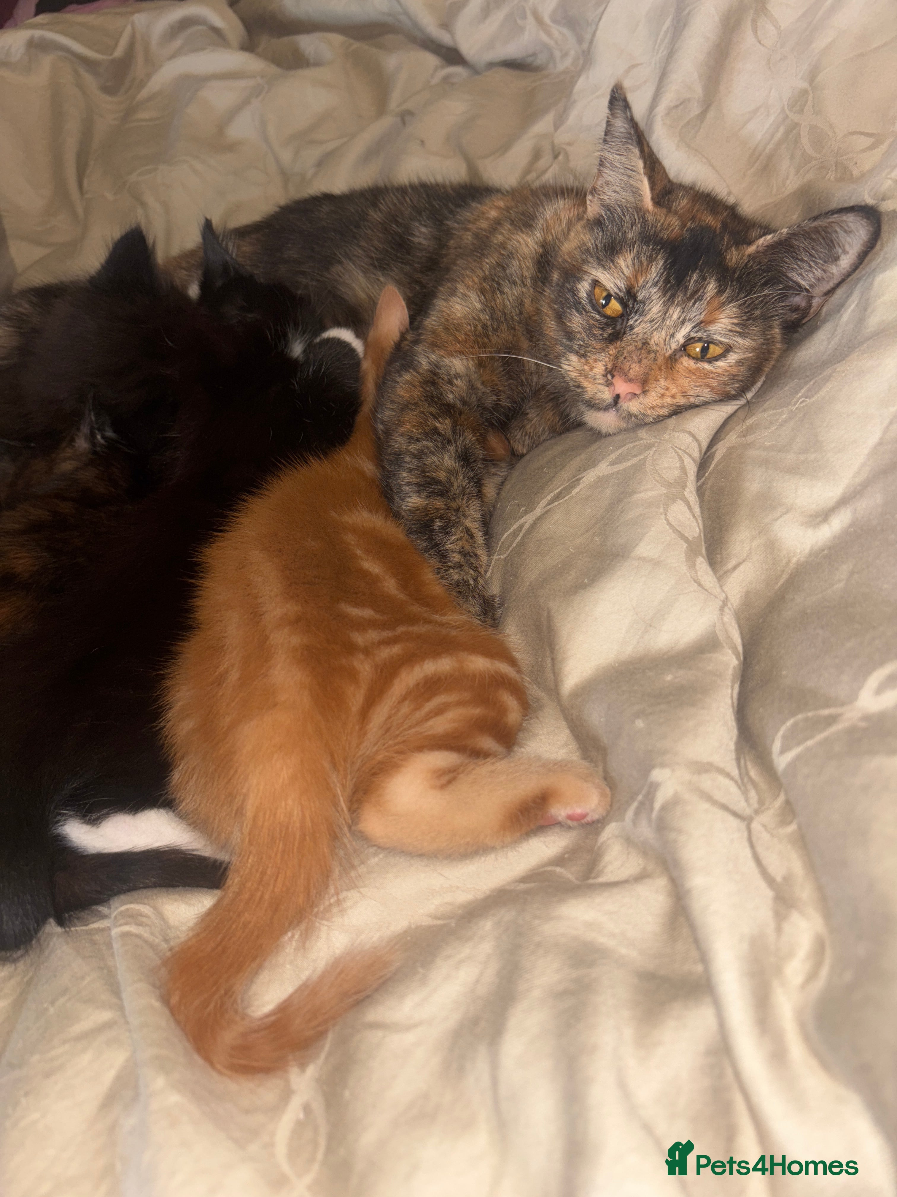 Mixed Breed cats 5 gorgeous mix kittens for sale  - Advert 2