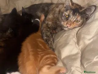 Mixed Breed cats 5 gorgeous mix kittens for sale - Advert 2