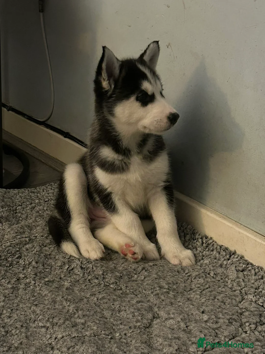 Siberian Husky dogs for sale: 2 husky pups for sale  - Advert 12