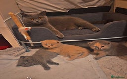 British Longhair cats for sale: Tortie British Short hair  - Advert 4