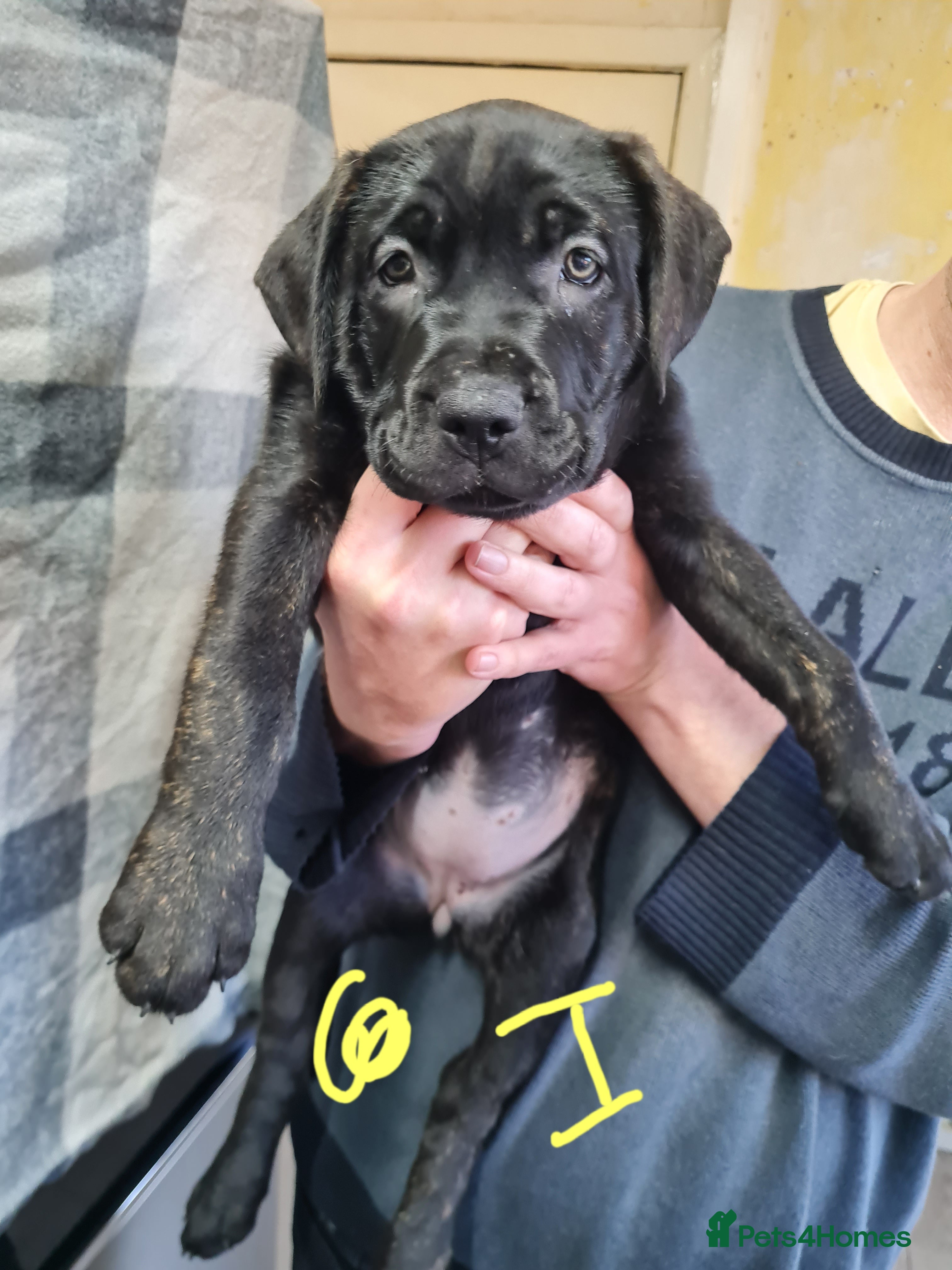 Mixed Breed dogs Presa x cane corso  - Advert 4