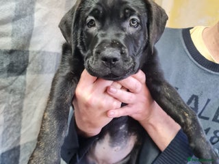 Mixed Breed dogs Presa x cane corso - Advert 4