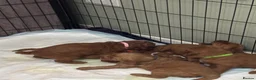Mini Goldendoodle dogs for sale: ** 5 beautiful mini golden doodle puppies ** in Swindon - Advert 11