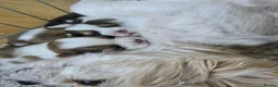 Shih Tzu dogs for sale: Shih Tzu puppies  - Advert 2