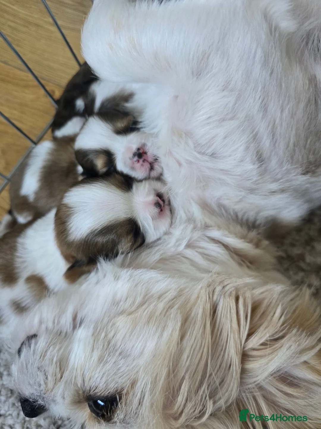Shih Tzu dogs for sale: Shih Tzu puppies  - Advert 2
