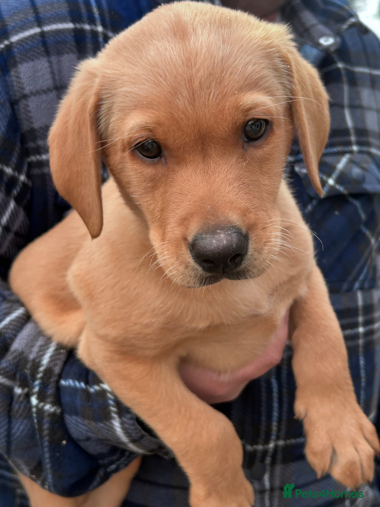 Labrador Retriever dogs  Labradors kc LAST GIRL  £800 ready to leave  - Advert 11