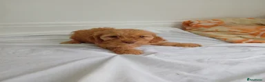 Cockapoo Puppy 8