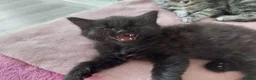 Mixed Breed cats for sale: Gorgeous Loving Kittens Looking for Forever Homes  in Slough - Advert 10