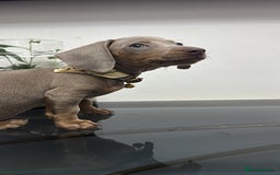 Dachshund dogs for sale: Miniature dachshund - Image 6
