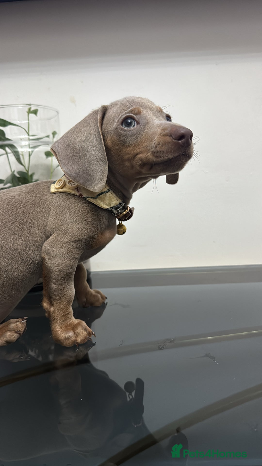 Dachshund dogs for sale: Miniature dachshund - Image 6