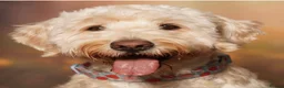 Double Doodle dogs for sale: Double Doodle puppies due August 2026 - Advert 5