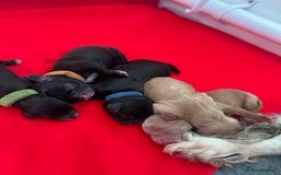 Cavapoo dogs for sale: F1 cavapoo puppies heath tested  - Image 6