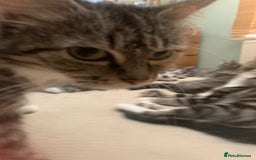 Mixed Breed cats for sale: Adorable kittens  - Image 8