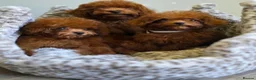 Toy Poodle dogs for sale: Asian toy poodle  - Advert 29