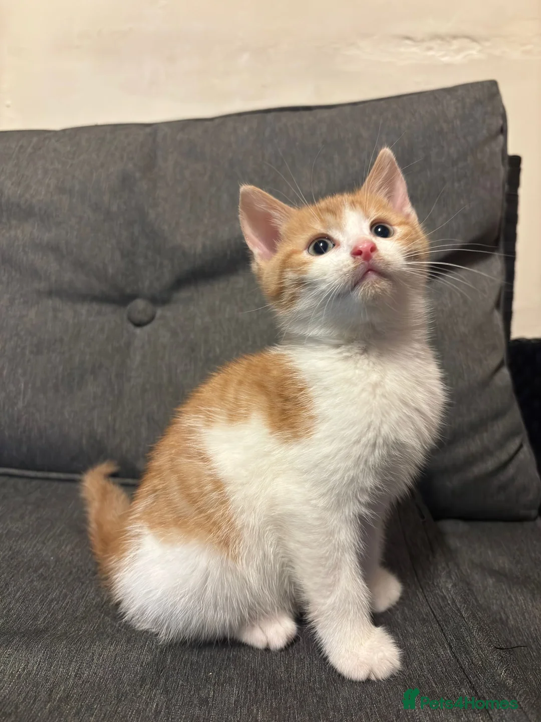 Mixed Breed cats for sale: 3 Gorgeous Mixed Kittens in Halifax - Advert 1