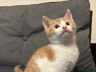 Mixed Breed cats 3 Gorgeous Mixed Kittens - Advert 1