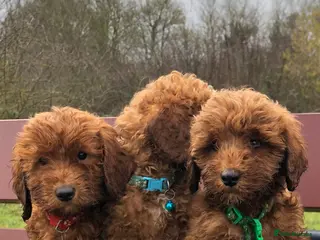 Cockapoo dogs Beautiful Curley cockapoo - Advert 2