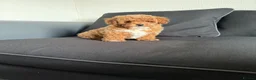 Poochon dogs for sale: Mini Poochon Teddy Bear - Advert 12