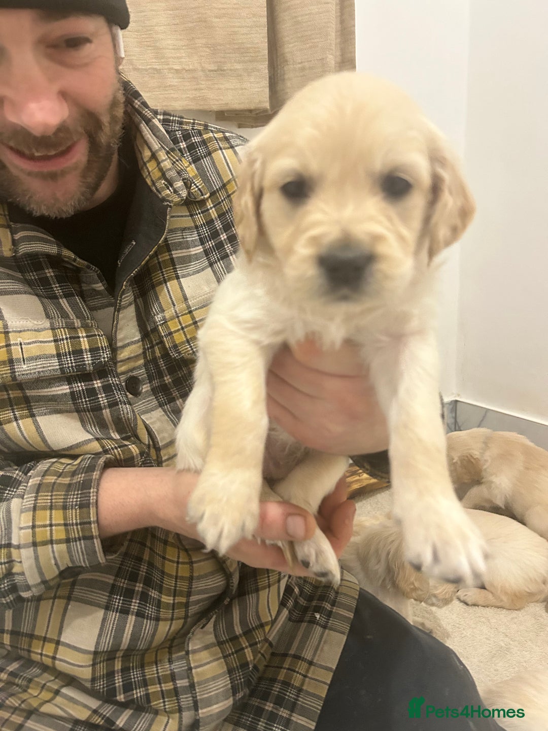 Golden Retriever dogs for sale: Pure breed, show line, ready 23/12/25  - Advert 20