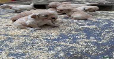 Golden Retriever dogs - Advert 4