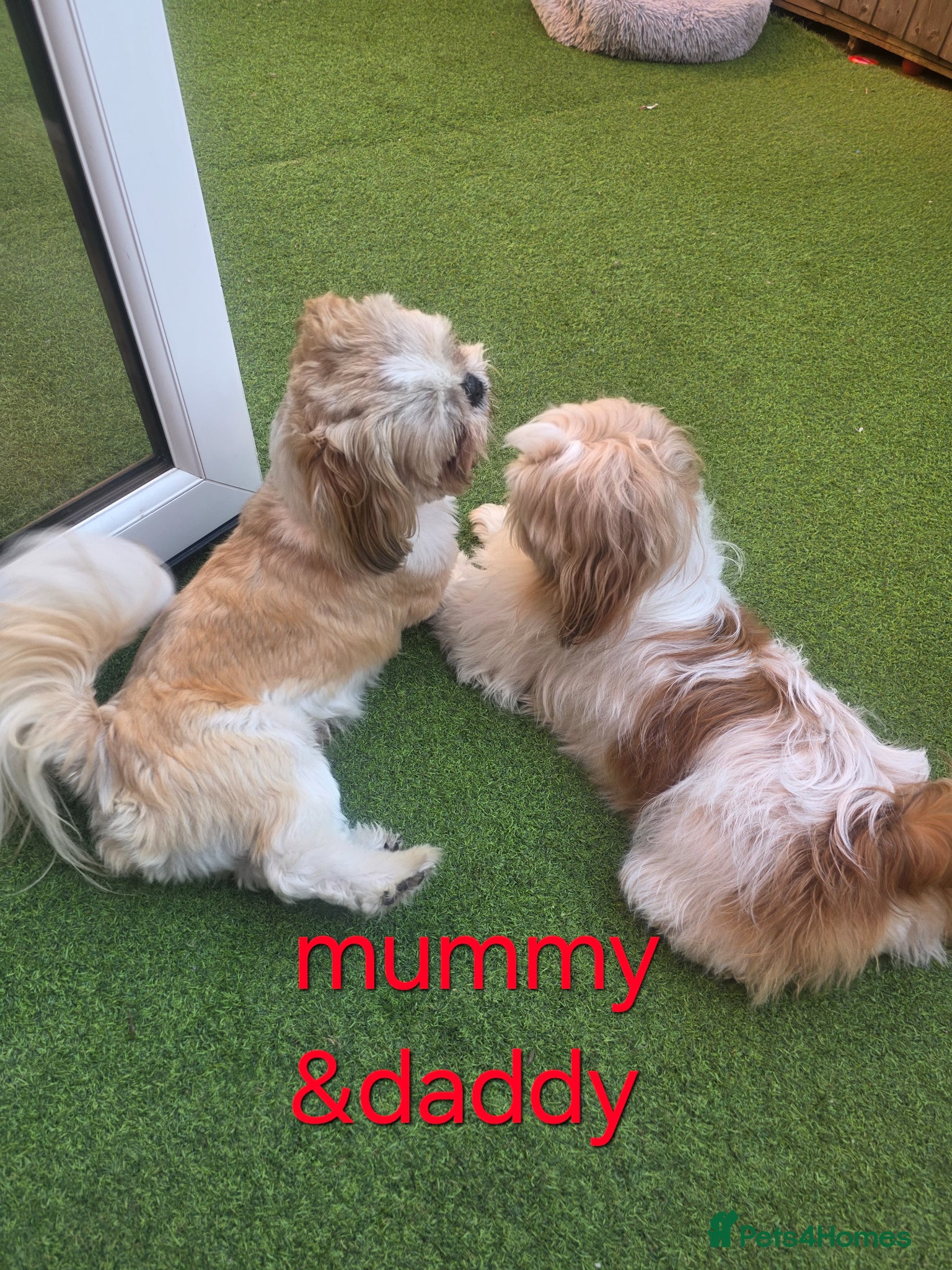 Mixed Breed dogs for sale: Beautiful 4 puppies (4 boys) - Advert 1