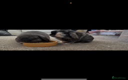 Mini Lop rabbits for sale: 2 mini lop rabbits bonded prefer to go together - Image 1