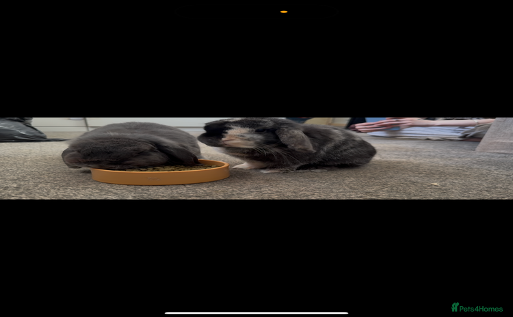 Mini Lop rabbits - Advert 2