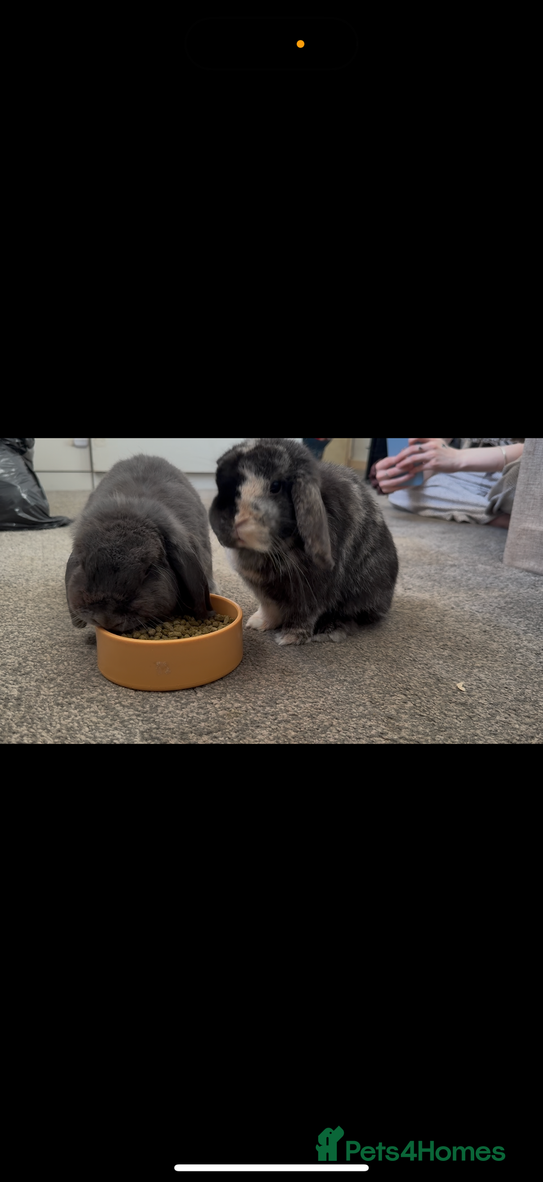 Mini Lop rabbits for sale: 2 mini lop rabbits bonded prefer to go together - Image 1