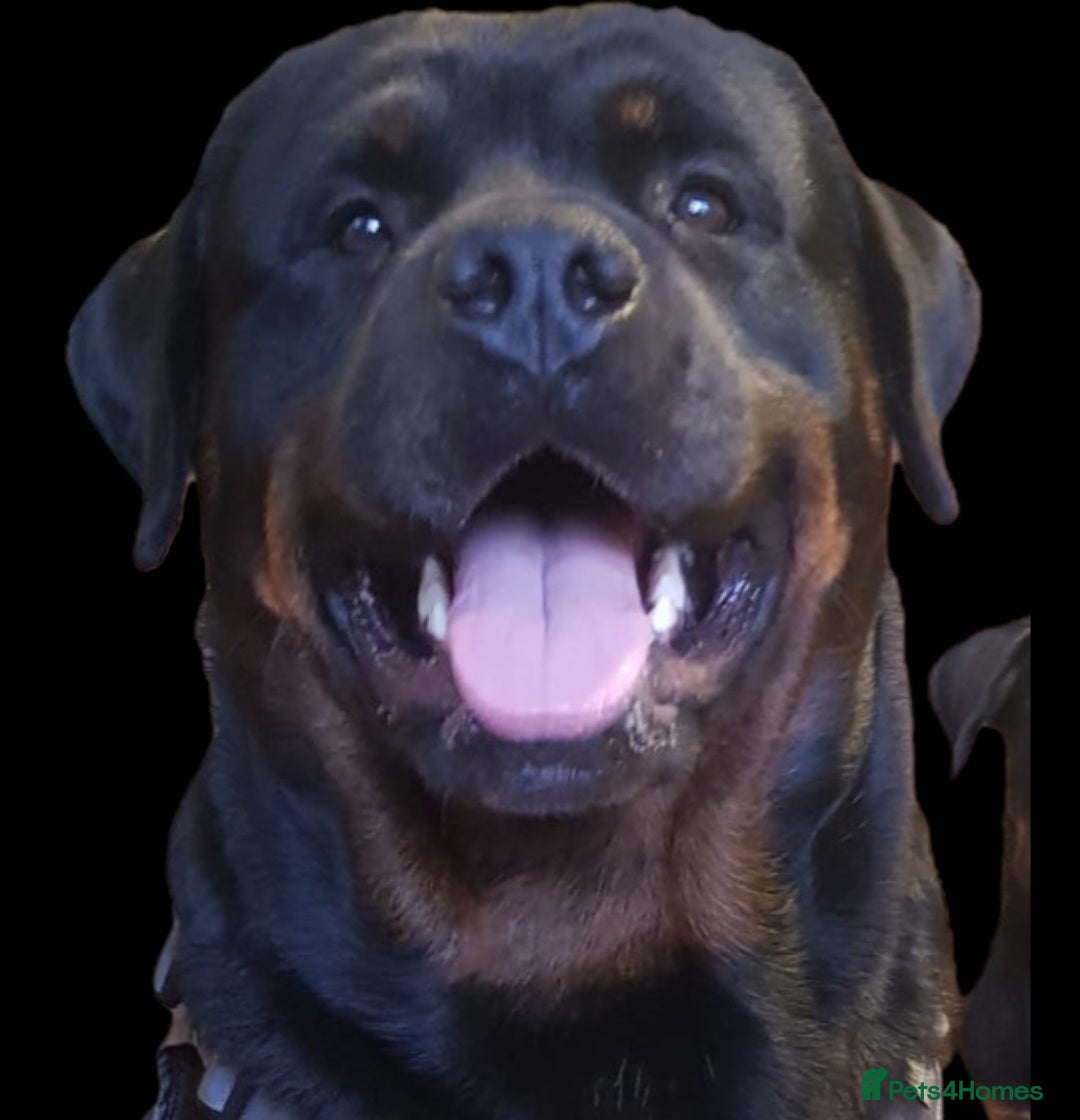 Rottweiler dogs STUNNING PROVEN ROTTWEILER FOR STUD - Advert 15