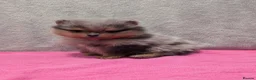 Pomeranian dogs for sale: Pedigree Pomeranian puppy's  - Advert 3