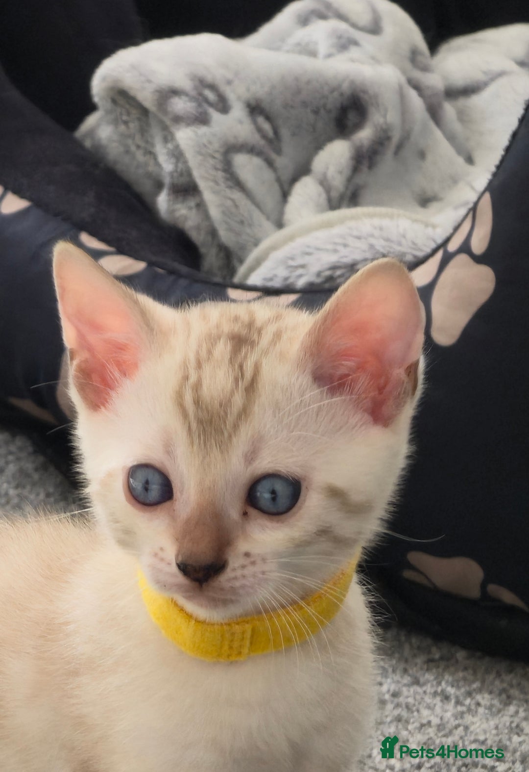 Bengal cats for sale: SNOW BENGAL BLUE EYES TICA PET/ACTIVE - Image 14