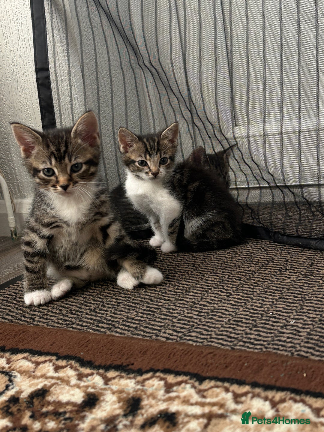 Domestic Shorthair cats for sale: 4 little Cats.  - Image 17