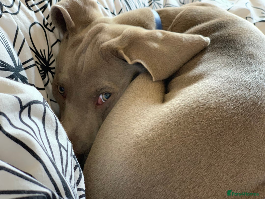 Weimaraner dogs for sale: 1 boy unexpectedly available from a super litter - Image 6