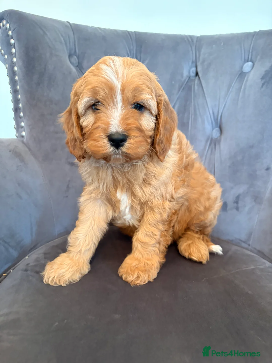 Cavapoo dogs for sale: LICENSED BREEDER F1 Cavapoo makes health tested  - Advert 8