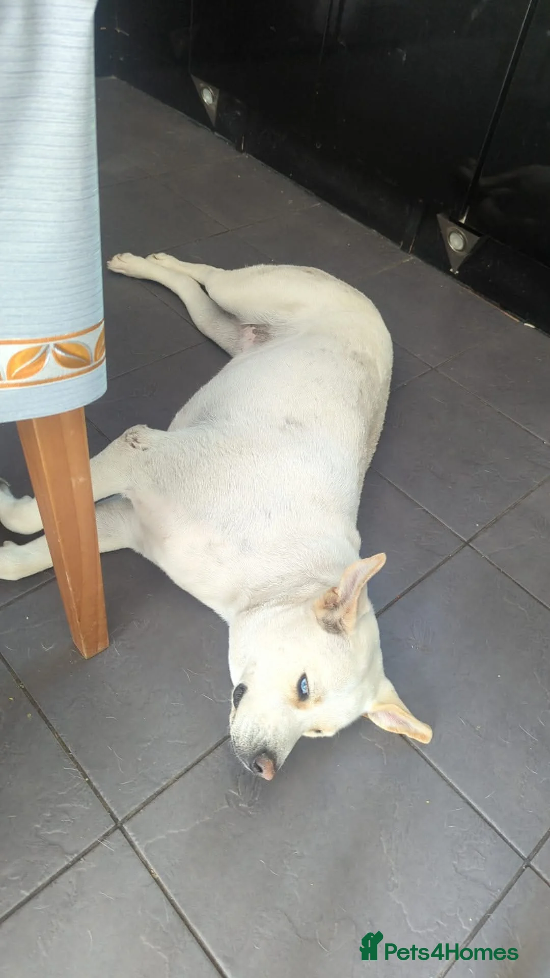 Mixed Breed dogs for adoption: Meet Daisy,currently residing in Hull in Hull - Advert 2