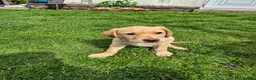 Labrador Retriever dogs for sale: Labrador pups - Advert 31