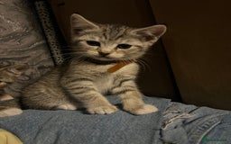 Mixed Breed cats for sale: Kittens  - Image 5