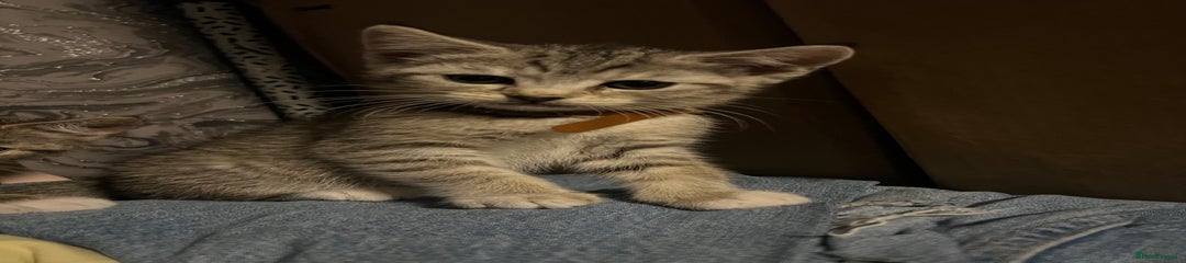 Mixed Breed Kitten 2