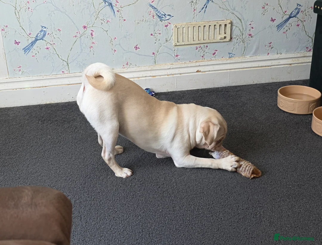 Pug dogs for sale: Stunning pug girl  in Plymouth - Advert 1