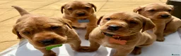 Labrador Retriever dogs for sale: Royal kennel club fox red Labrador puppies  - Advert 10