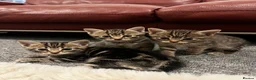Mixed Breed cats for sale: Cats for sale🐈‍⬛🐈 - Advert 6